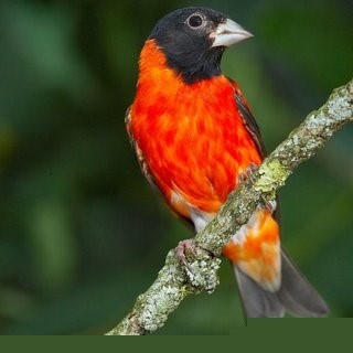 Caza y tala colocan en riesgo a las aves de “Parque del Oeste” en Barquisimeto