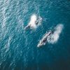 Rescatan a 40 ballenas varadas en Nueva Zelanda