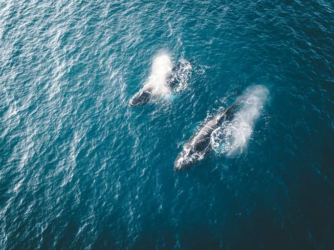 Rescatan a 40 ballenas varadas en Nueva Zelanda