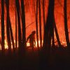 Portugal reporta gran progreso contra incendios forestales