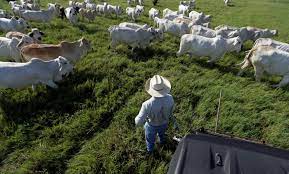 Ganadería