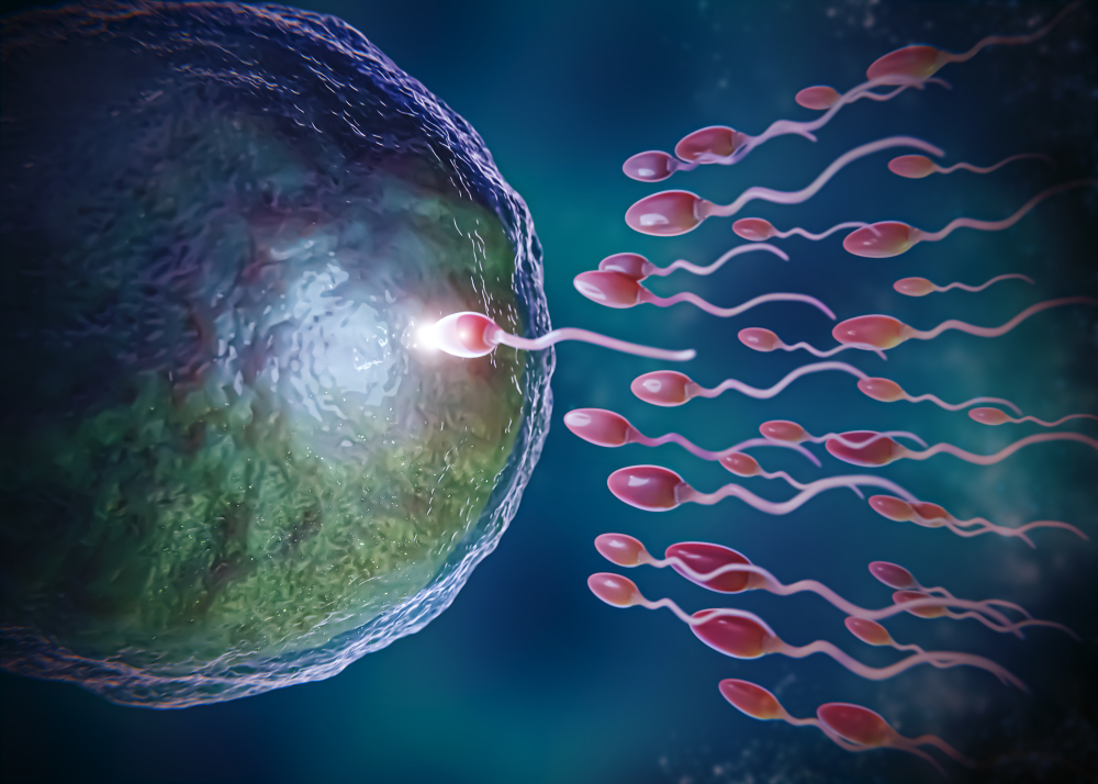 ¿Cómo funciona la inseminación artificial?