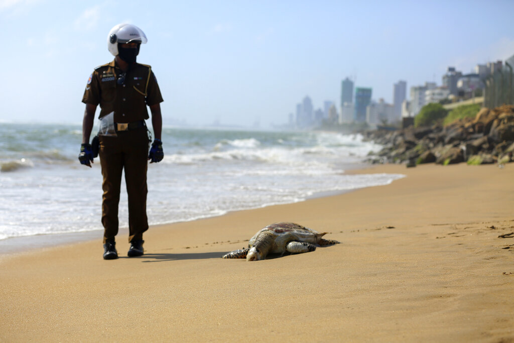 Aparecen tortugas muertas en Sri Lanka, tras fuego en un barco