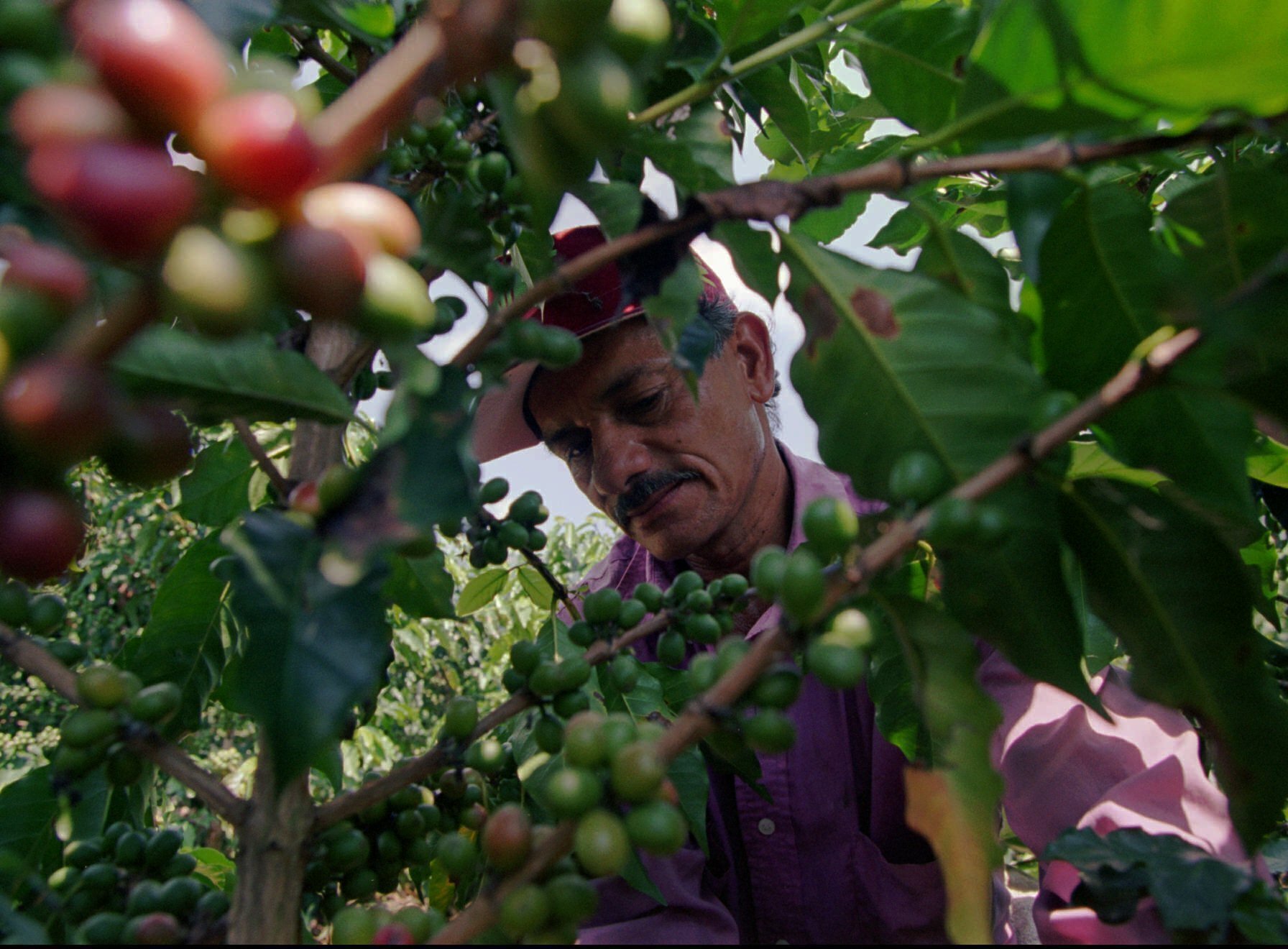 Los precios del café se disparan y amenazan con impactar al consumidor