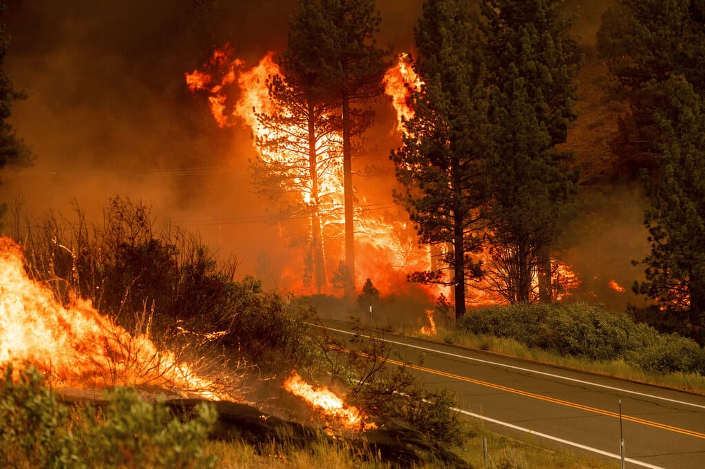 Incendios en Argelia dejan al menos cuatro muertos