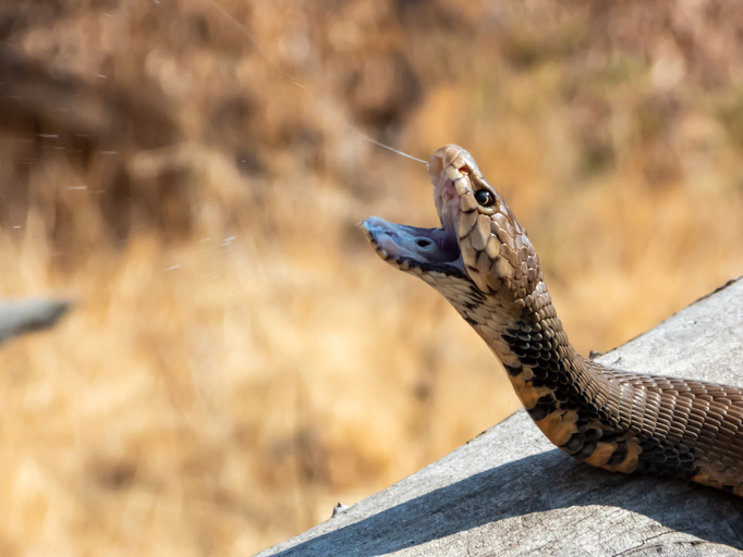 Encuentran una cobra de dos cabezas en India