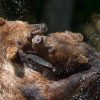 Pelea entre dos osos pardos fue grabada en Finlandia (+video)