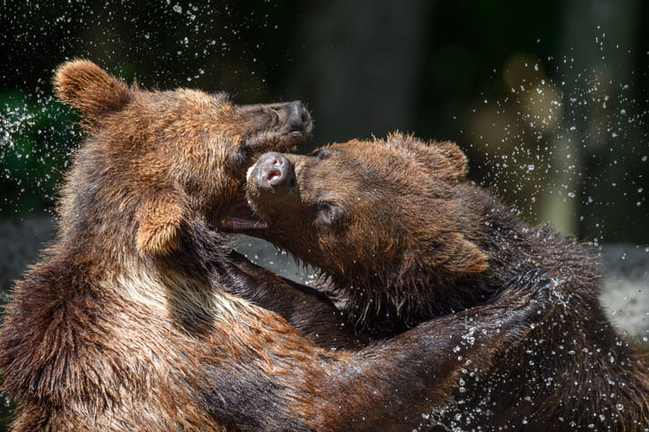 Pelea entre dos osos pardos fue grabada en Finlandia (+video)