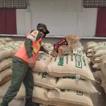 Lara retoma la exportación de café y envía 71 toneladas a Estados Unidos