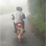 Con una moto arrastraron a un perrito en Colombia