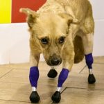 Veterinarios rusos implantan prótesis biónicas a una perra, hecho inédito en el mundo