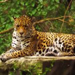 Bióloga advierte: deforestación amenaza la existencia de jaguares en Venezuela