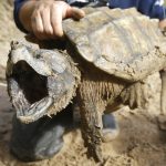 Tortuga caimán podría ser incluida en la lista de especies amenazadas