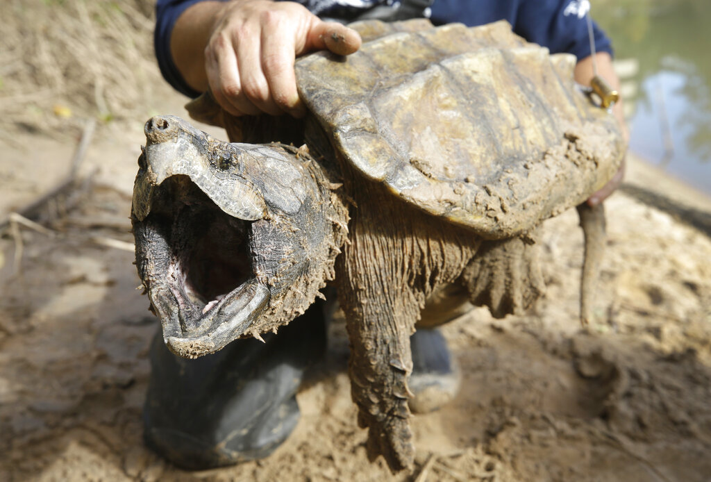 Tortuga caimán podría ser incluida en la lista de especies amenazadas