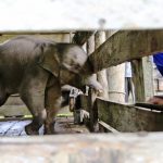 Bebé elefante pierde mitad de su trompa en una trampa de cazadores furtivos en Indonesia