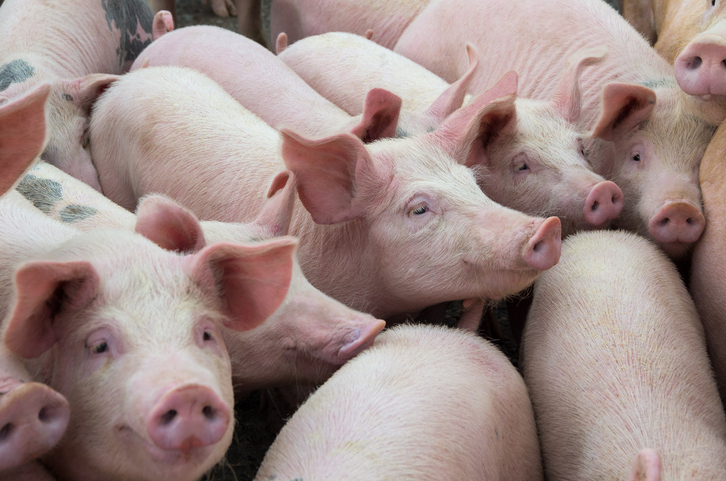 Granja alemana sacrificará 4.000 cerdos por gripe porcina