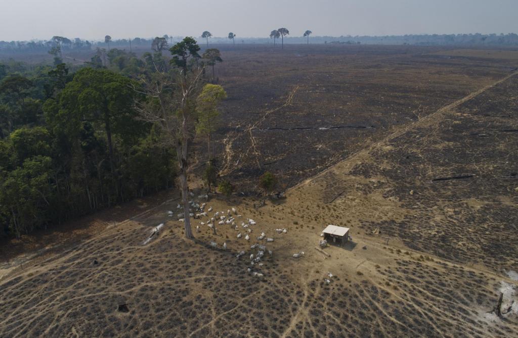 Líderes mundiales se comprometen a detener y revertir la deforestación y degradación de la tierra para 2030