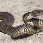 Una proteína sacada del veneno de serpiente modula la coagulación sanguínea