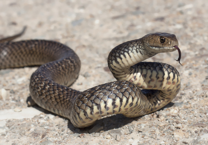 Una proteína sacada del veneno de serpiente modula la coagulación sanguínea