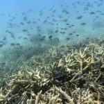 Coral Invasor está colonizando el Parque Nacional Mochima