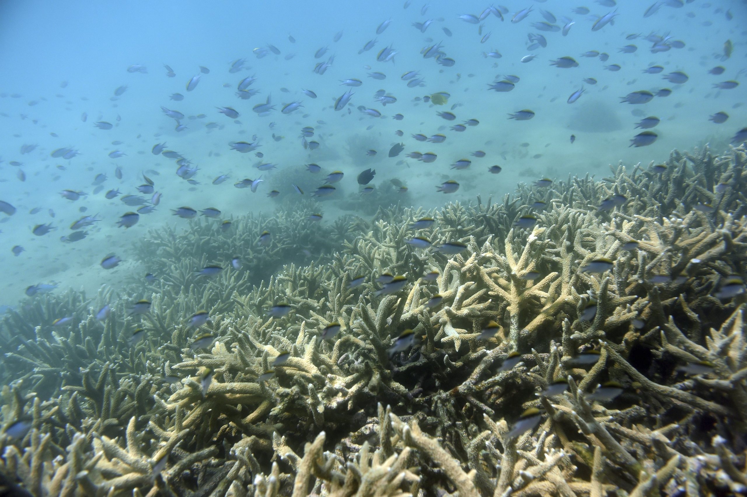 Coral Invasor está colonizando el Parque Nacional Mochima