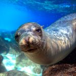 León Marino antártico está en riesgo de supervivencia por crisis climática