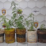 Cicpc detiene a dos hombres por cultivar marihuana en su vivienda en Pavia