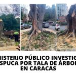 MP investiga a Fospuca y cita a directores de la Alcaldía de Baruta por tala de árboles