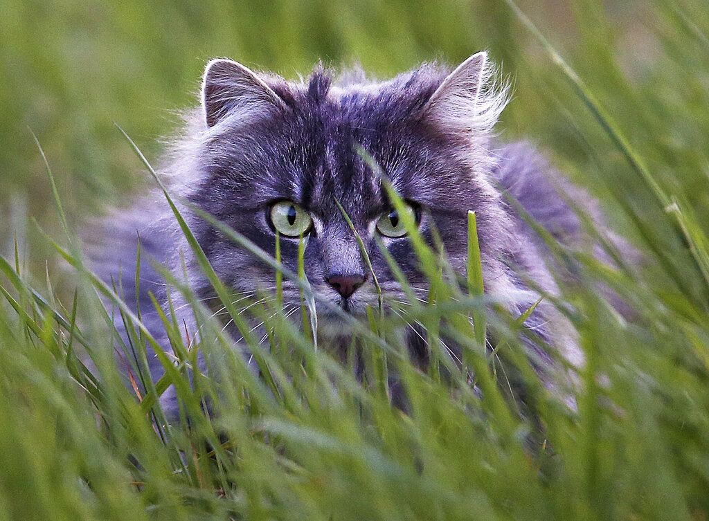 Ordena encerrar a los gatos de una ciudad alemana para salvar pájaros en peligro de extinción