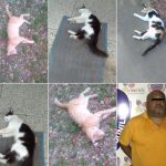 MP imputa a un hombre por matar a seis gatos con veneno de ratas