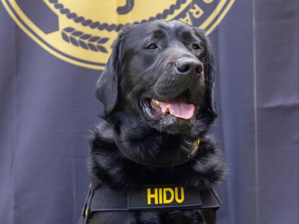 Conozca a Hidu, el perro que olfateó a un pedófilo y lo llevó tras las rejas
