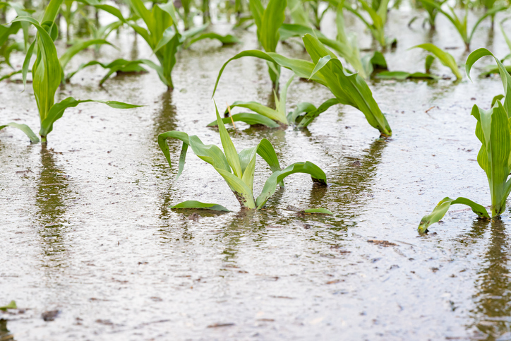 Al menos 12 sectores afectaros por lluvias en Maturín