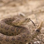 Mujer es mordida por una serpiente cascabel en Bobare