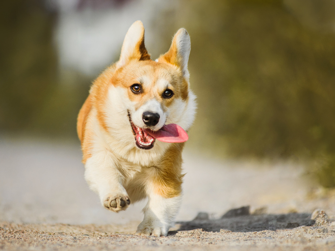 Perros corgis alcanzan precio récord en Reino Unido luego de la muerte de Isabel II