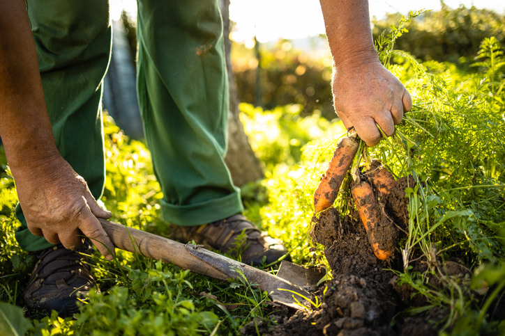 Sector agroalimentario podría ser de los primeros en activarse en nueva relación comercial con Colombia