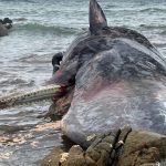 Aparecen 14 cachalotes varados en una isla australiana