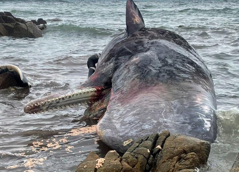 Aparecen 14 cachalotes varados en una isla australiana