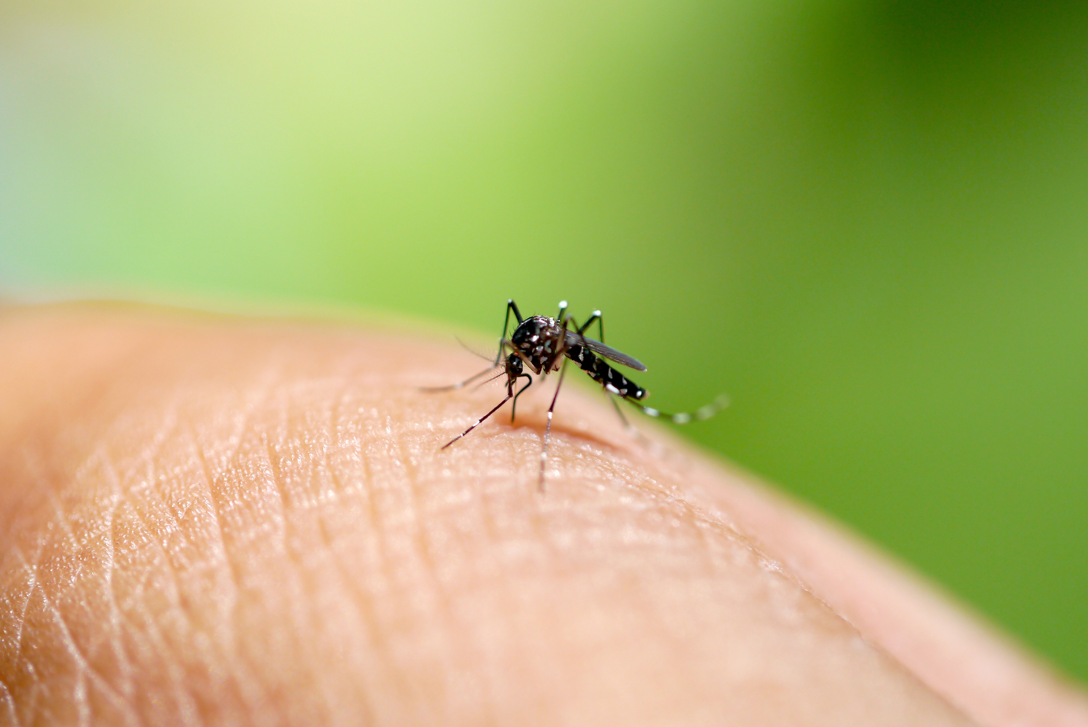 Apure | Reportan 40 casos de dengue en Guasdualito