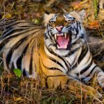 ¡Increíble! Madre lucha contra un tigre para salvar a su bebé en India