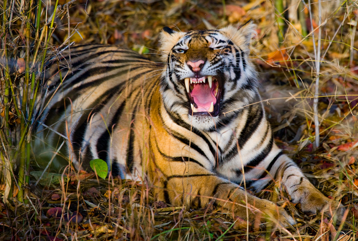 ¡Increíble! Madre lucha contra un tigre para salvar a su bebé en India