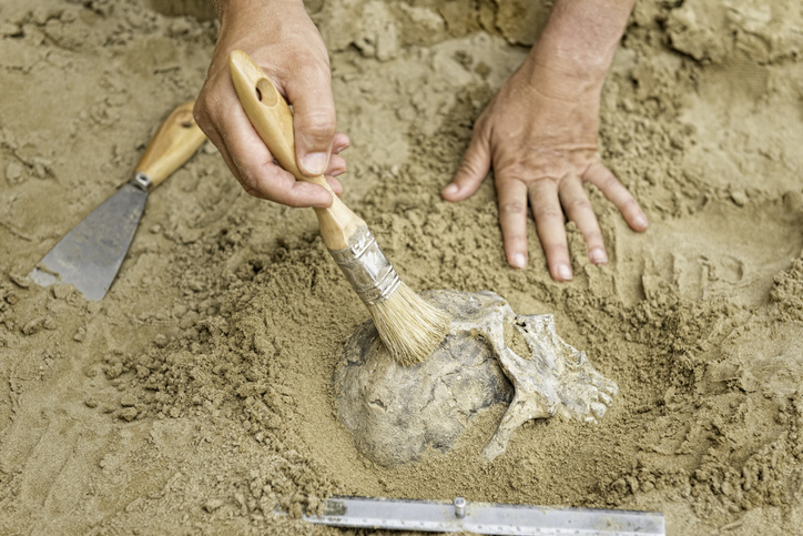 Conozca qué es la paleogenética y por qué es tan importante