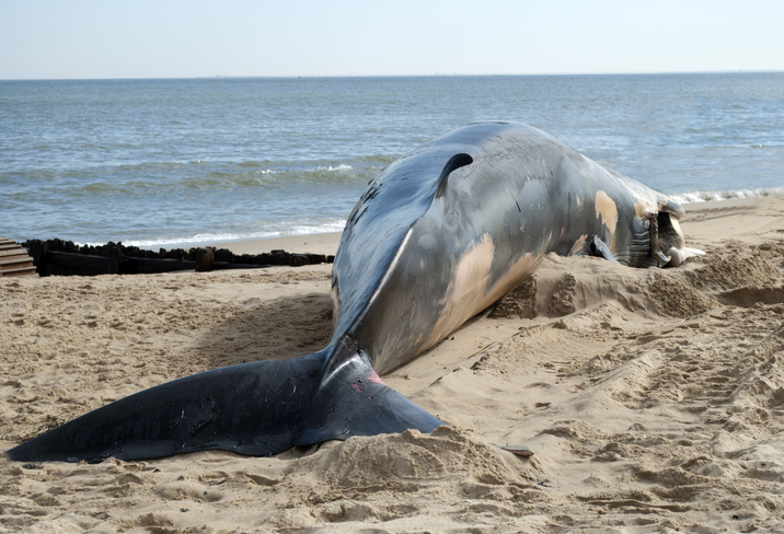 Aparecen 240 ballenas muertas por segunda vez en menos de una semana en Nueva Zelanda