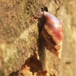 Autoridades alertan presencia del caracol africano en el país