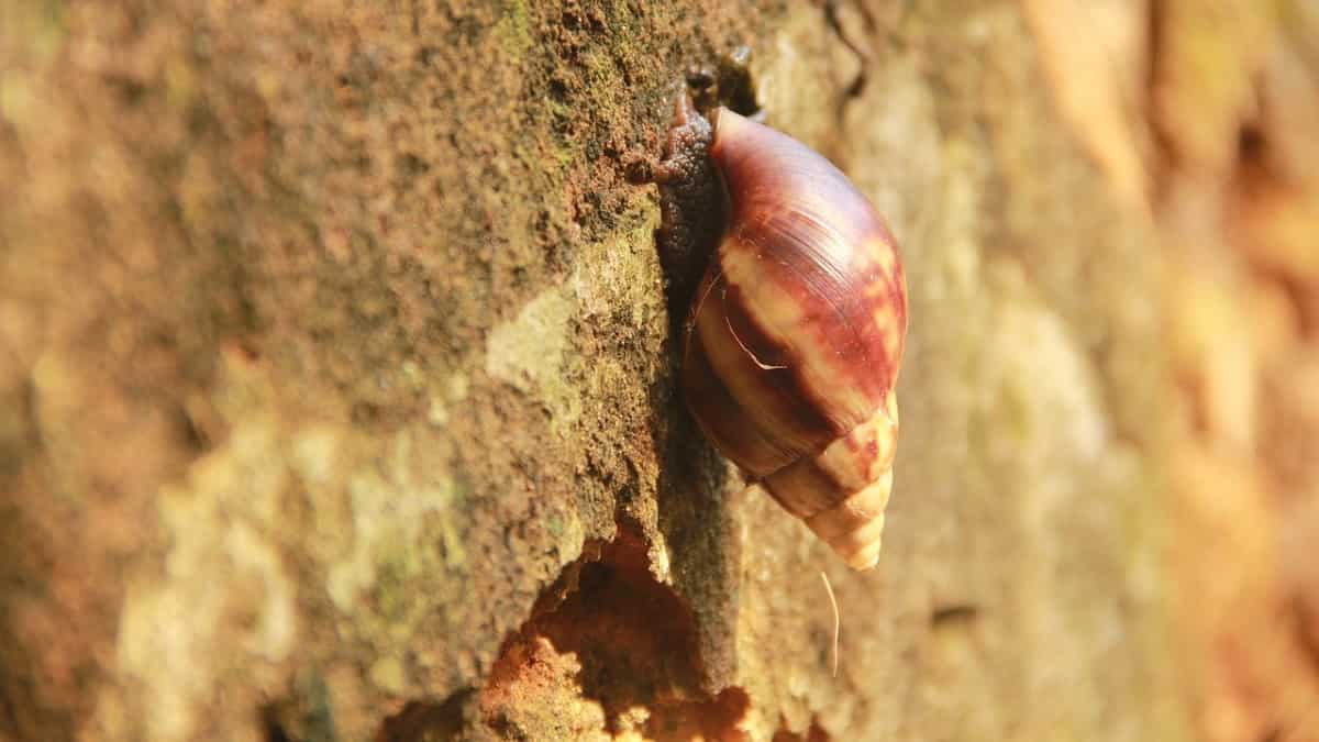 Autoridades alertan presencia del caracol africano en el país