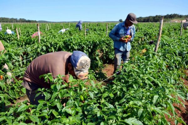 Productores del campo prácticamente trabajan con las uñas