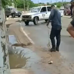 Zulia | Un caimán sorprende a vecinos de El Milagro en Maracaibo