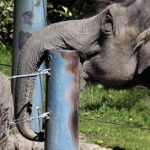 El elefante asiático más viejo de EE.UU. murió en zoo de Miami