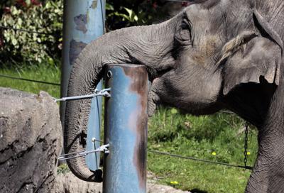 El elefante asiático más viejo de EE.UU. murió en zoo de Miami