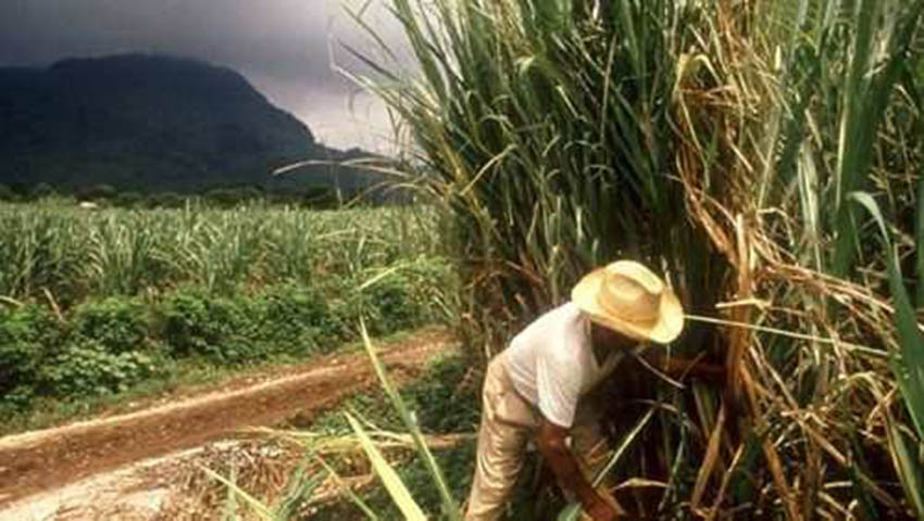 Caña de molienda podría alcanzar hasta 8 millones de toneladas, dice Fesoca