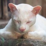 Descubren al primer ocelote albino del mundo, una hembra ciega rescatada en Colombia